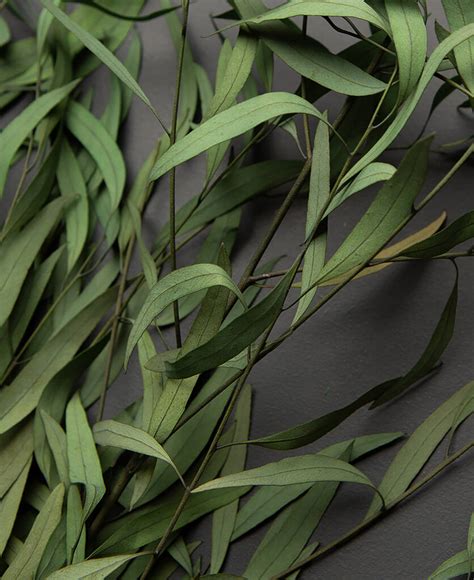 Green Eucalyptus Nicholii Preserved Stems Bouquet By Dowsing & Reynolds ...