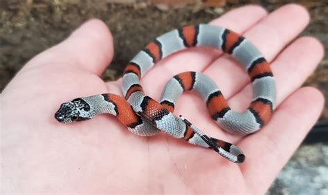 9 Extraordinary Facts About Gray Banded Kingsnake