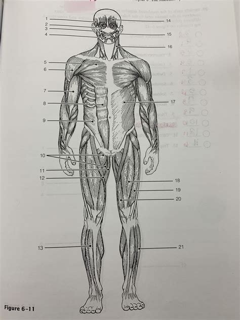 Anterior Muscle Labeling Diagram Quizlet