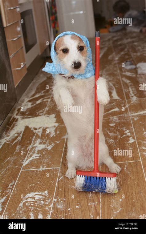 Funny Dog Cleaning With A Broom A Messy Because A Flour Fight Child