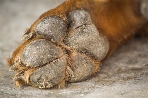 My Dogs Paws Are Dry And Rough Hyperkeratosis In Dogs
