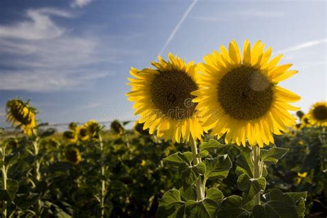 Two Sunflowers Stock Photo Image Of Field Irrigation 12274936