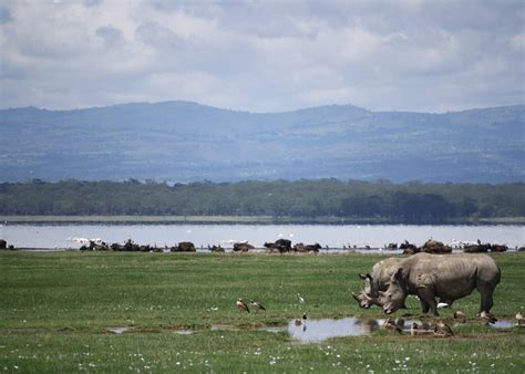 Visit Lake Nakuru On A Trip To Kenya Audley Travel