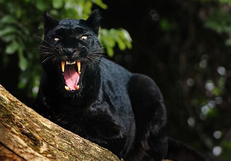 Schwarzer Panther Bilder Und Stockfotos Istock