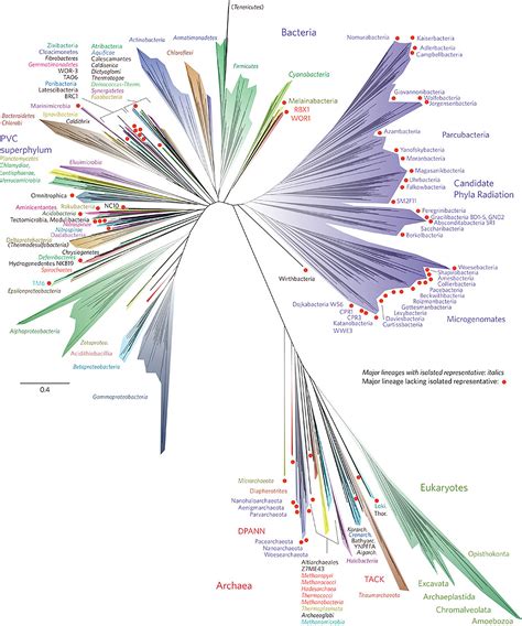 Tree Of Life Redesigned To Reflect Thousands Of New Species