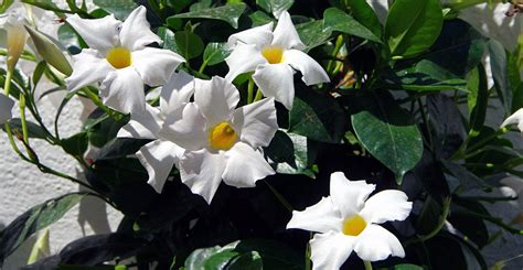 Ask Wet And Forget Beautiful Mandevilla Colors For Your Garden Plus How