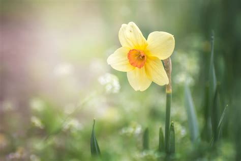 Download Yellow Flower Flower Nature Daffodil Hd Wallpaper