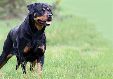 Rottweiler puppies for sale in milwaukee, wisconsin. Rottweiler Breeds