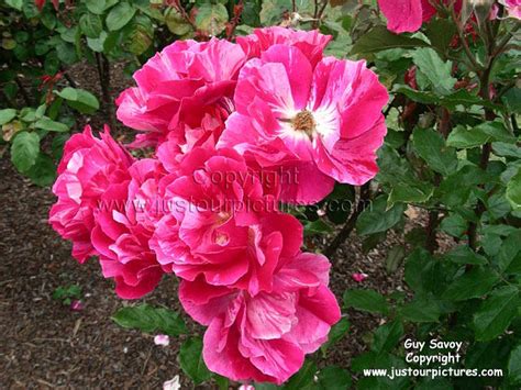 Il s´épanouit en bouquets de grandes fleurs presque simples, par. Just our Pictures of Roses ~ Guy Savoy rose picture