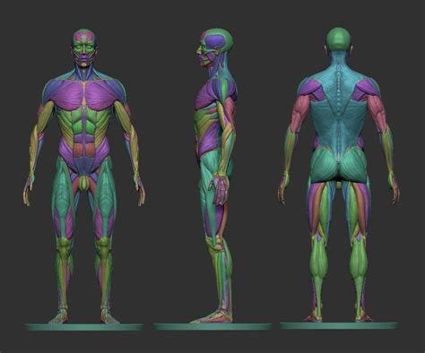 Male Ecorche Human Anatomy Reference 3d Model 3d Printable