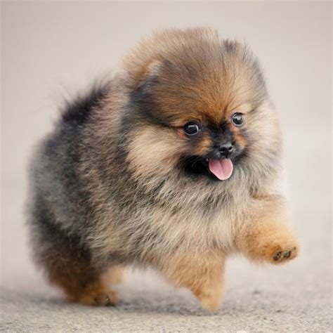 Best 25 Miniature Dog Breeds Ideas On Pinterest Dog Breeds That Dont