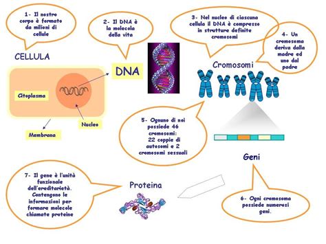 Scienze Classe Terza Benvenuti Su Volendostudiare