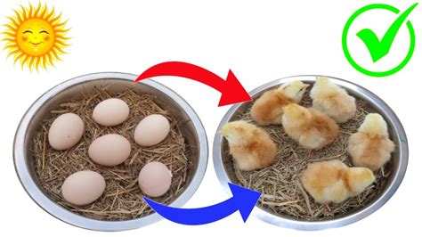Sunlight Incubator Real Egg Hatching 100 How To Hatch Chicken Egg In Sunlight A Home Youtube