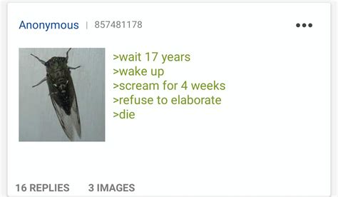 Cicada S Confuse Anon R Greentext Greentext Stories Know Your Meme