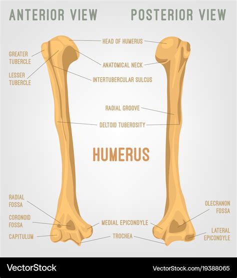 Human Humerus Bone Royalty Free Vector Image Vectorstock