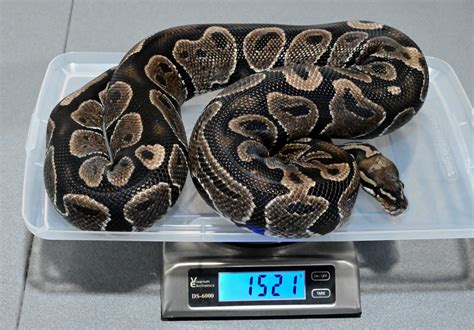 Proven Breeder Black Axanthic Ball Python By Showcase Serpents