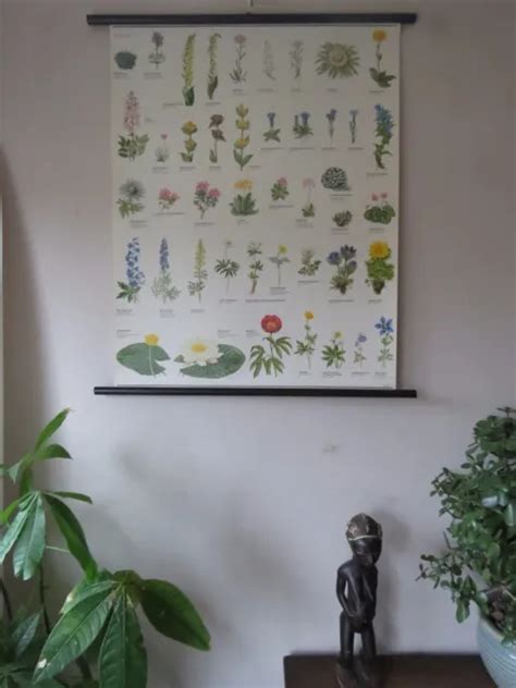 Vintage Pull Roll Down Botanical School Wall Chart Poster Of Flowering