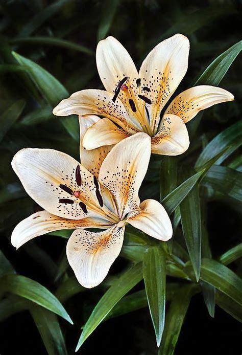 Lily Flowers Beautiful Flowers Pictures Flower Aesthetic Flower