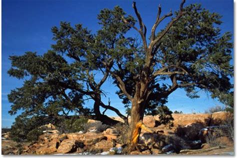 Pinon New Mexico Nevada Official State Trees Pinterest