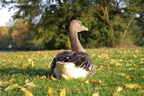 Goose Greylag Bird Free Photo On Pixabay Pixabay