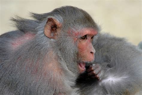 Hints Of Language Origin In Rhesus Monkey National Institutes Of