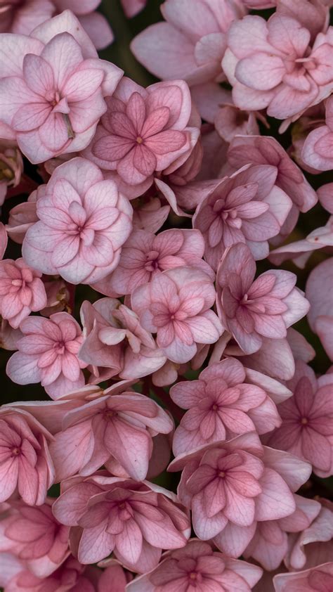 Download Pink Flowers Bloom Garden Wallpaper 1080x1920