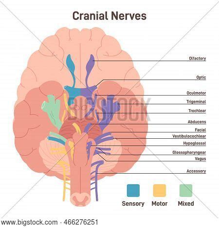 Cranial Nerves Human Vector Photo Free Trial Bigstock