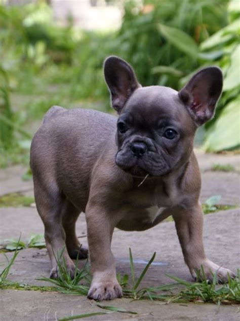 Bouledogue or bouledogue français) is a breed of domestic dog, bred to be companion dogs. Blue Fawn French Bulldog Puppy | Blue fawn french bulldog ...