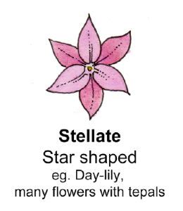 Flower Shape And Terminology Stellate Diagram By Lizzie Harper
