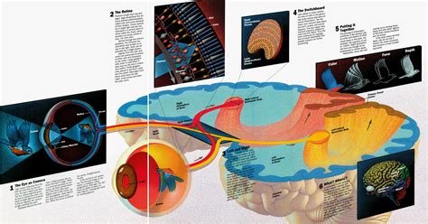 National Geographic Infographics 128 Years Of “using Art To Explain”