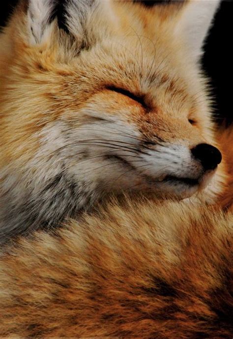 Tired And Uninspired Via Tumblr Fox Animals Beautiful Animals