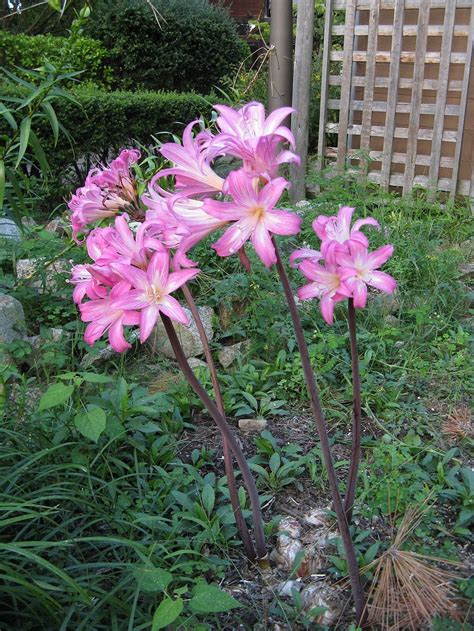 Amaryllis Plant Info Learn About The Care Of Amaryllis Belladonna