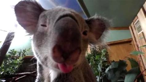 Animals Take Adorable Selfies At Zoo Haberler