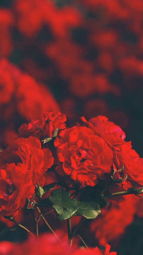 🔥 49 Red Roses Aesthetic Wallpapers Wallpapersafari