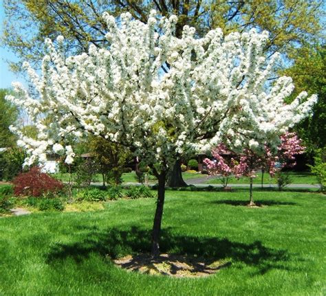 Buy Malus X Zumi Calocarpa Red Bud Crabapple Seeds Online In Usa