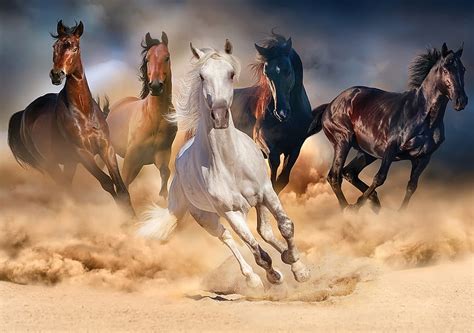 Wild Horses Sand Painting Running Animals Hd Wallpaper Pxfuel