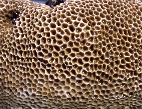 Apa Yang Dimaksud Dengan Trypophobia Tanya Psikologi Dictio Community