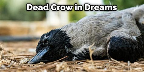Dead Crow Meaning Helpful Explanation 2022