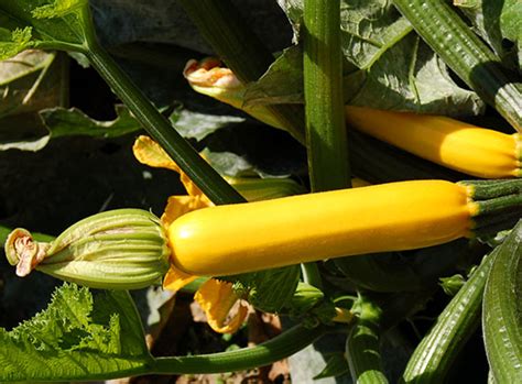 Male flowers, which often begin to show up a week or two before the female flowers, sit directly on the stem. From Acorn to Zucchini | KathrynandDavid.com