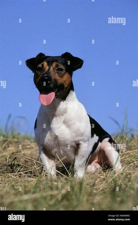 Jack Russell Terrier Stock Photo Alamy