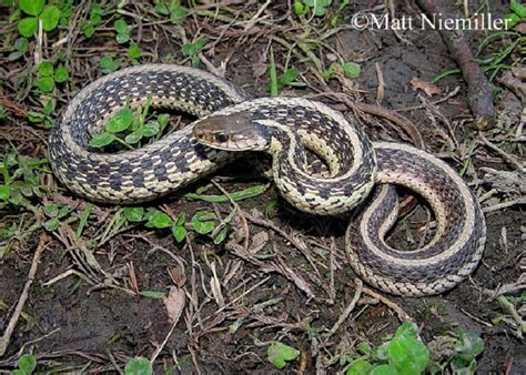 Common Gartersnake State Of Tennessee Wildlife Resources Agency