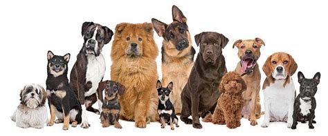 Suchergebnis für der knochen kommt nicht zum hund seit wann kommt der knochen zum hund 2080 einträge gefunden: Hunde als Haustiere für Familien mit Kinder - Kosten