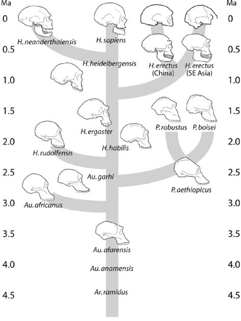 A Working Phylogeny Of The Hominins After 45 Ma Ar ¼ Ardipithecus