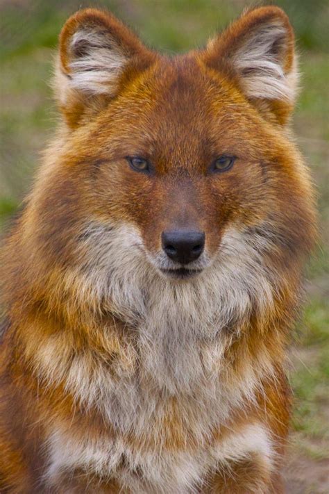 The Dhole Cuon Alpinus Also Known As The Asiatic Wild Dog Or The