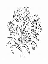 Coloring Lily Flower Flowers Printable Lilies sketch template