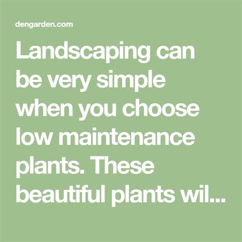5 Best Low Maintenance Plants That Should Be In Your Landscape Low