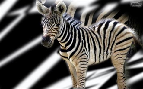 Zebra Wallpapers Animal Spot Afalchi Free images wallpape [afalchi.blogspot.com]