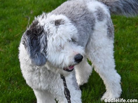 Bernedoodle Vs Sheepadoodle Which Is Better Photos Oodle Life