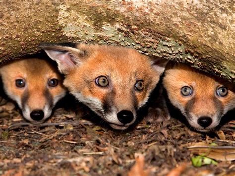 Foxes In The Garden Feeding Spotting Disease And Deterrents Saga