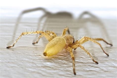 5 Most Common House Spiders Found In North America Outlook Magazine